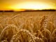 The Pilgrim Progress – Harvest Festival featured image